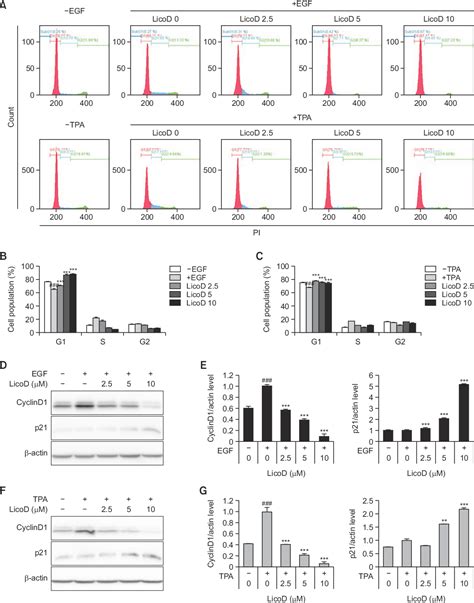 Figure From Licochalcone D Inhibits Skin Epidermal Cells