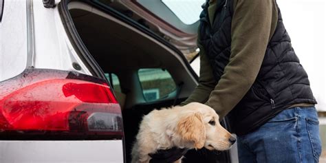 En France Les Vols De Chiens Se Multiplient