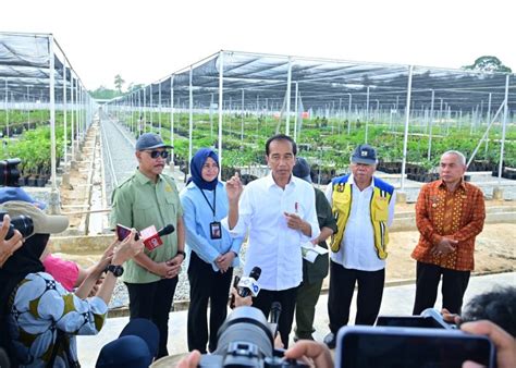 Hijaukan IKN Jokowi Siapkan Persemaian Mentawir Desanesia Id