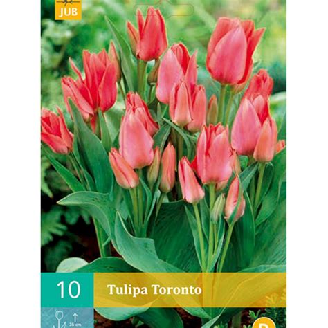 Multiblomstrende tulipan Toronto nr E91 Blomsterløg