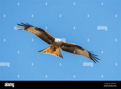 Red kite in flight Stock Photo - Alamy