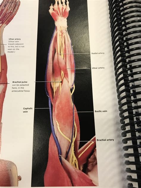 Palpate Brachial Pulse