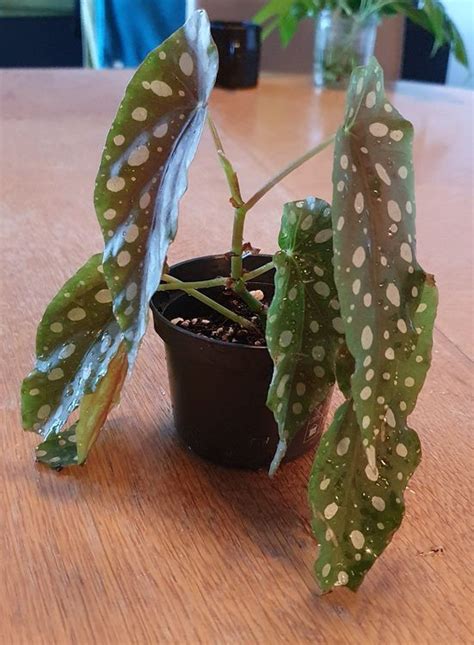 Begonia Maculata Bouture Kaufen Auf Ricardo