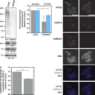 Inhibition Of SUMOylation Reduces Aurora B Kinase On Mitotic