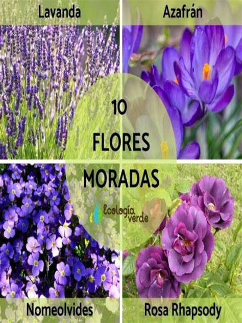 Arriba 101 Foto Fotos De Flores Moradas Y Sus Nombres Lleno