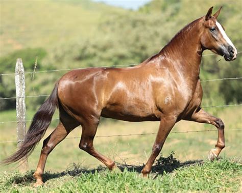 Conhe A As Ra As De Cavalo Mais Comuns No Brasil Mur Museu Da Ro A