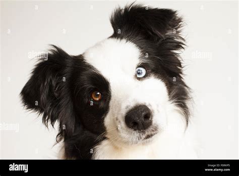 23+ Border Collie Head Tilt - l2sanpiero