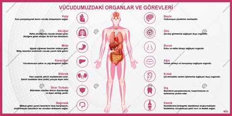 V Cudumuzdaki Organlar Ve G Revleri Okul Posteri Okulposterleri