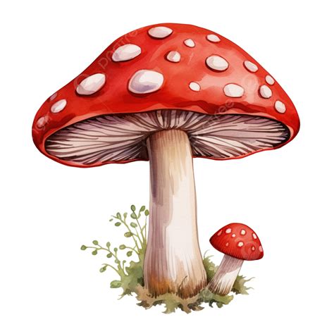 Red Mushroom Png, Mushroom, Red Mushroom, Png PNG Transparent Image and Clipart for Free Download