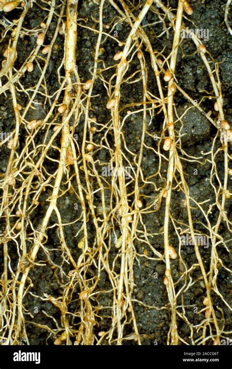 Macrophotograph Showing Root Nodules On The Roots Of White Clover