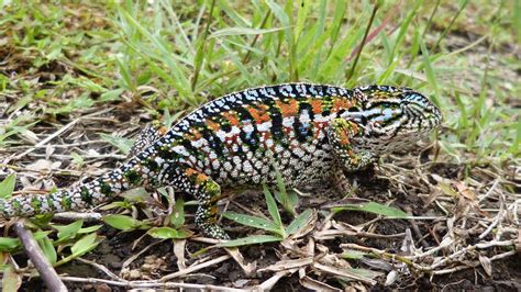 Carpet Chameleon | MarkEisingBirding