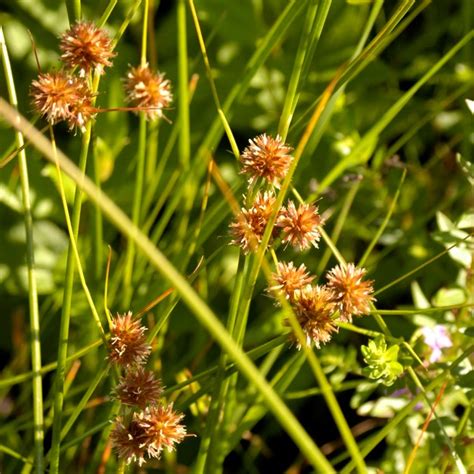 Carex Cristatella Crested Oval Sedge 2 Frank Mayfield