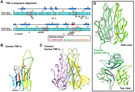 IBC 最新發表論文 Structure Based Development of a Canine TNF α Specific