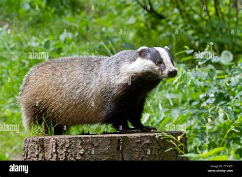 European Badger Meles Meles Stock Photo Alamy