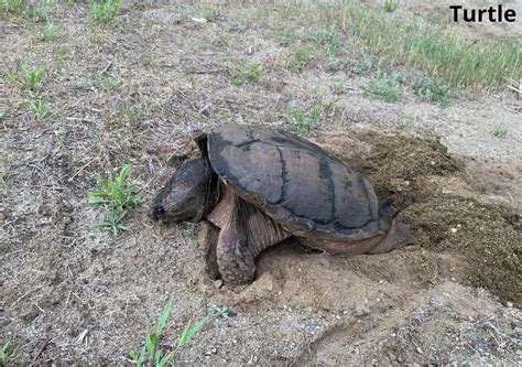 What Animals Bury Their Eggs 7 Examples Animal Quarters