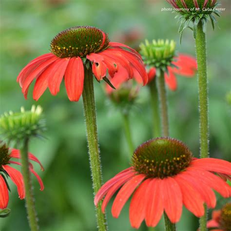 Echinacea Salsa Red Coneflower Cavanos Perennials