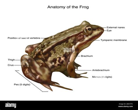 Parts Of A Frog