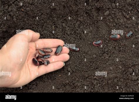 Planting Of Vegetable Seeds In Prepared Soil Rows Stock Photo Alamy