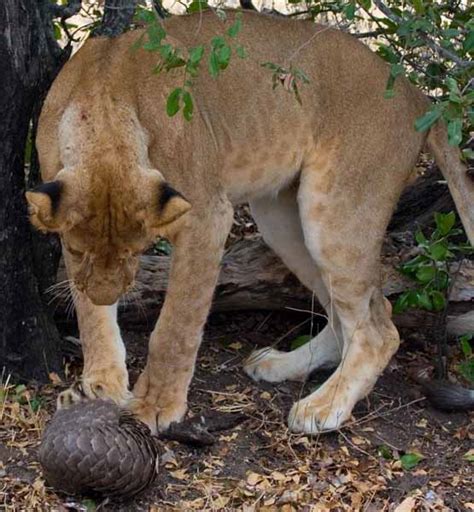 Lion Vs Pangolin Lion Try To Break The Pangolin Defense Amazing