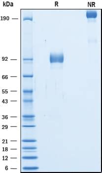 Recombinant Cynomolgus Monkey 5T4 Fc Chimera Protein CF 2280 TG