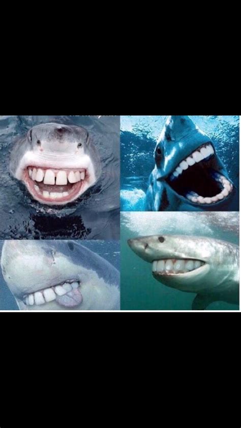 Sharks With Human Teeth Look Terrifyingly Cute R Funny