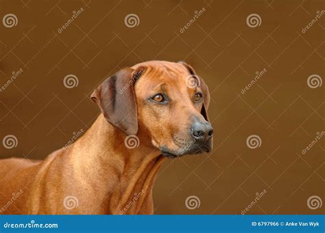 Rhodesian Ridgeback on Guard Stock Photo - Image of domestic, brown: 6797966