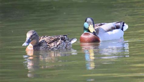 Gallery Alsager Birdwatchers Share Their Action Shots From The Rspb