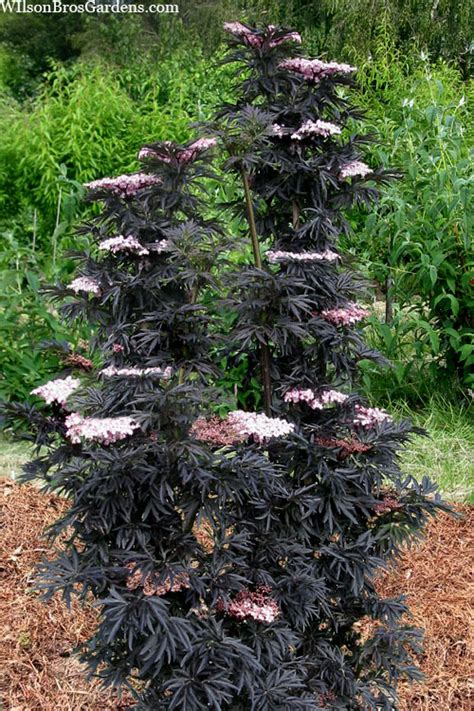 Buy Laced Up Elderberry Sambucus Nigra FREE SHIPPING Wilson Bros