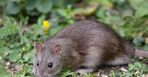 Ratten Im Garten Erkennen Und Bek Mpfen Tipps Von Experten