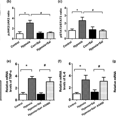 Salidroside Inhibited Jak2stat3 Signaling Pathway To Ameliorate