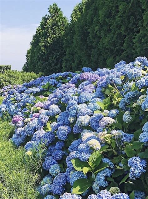 Hydrangea-garden - Home with Marieza