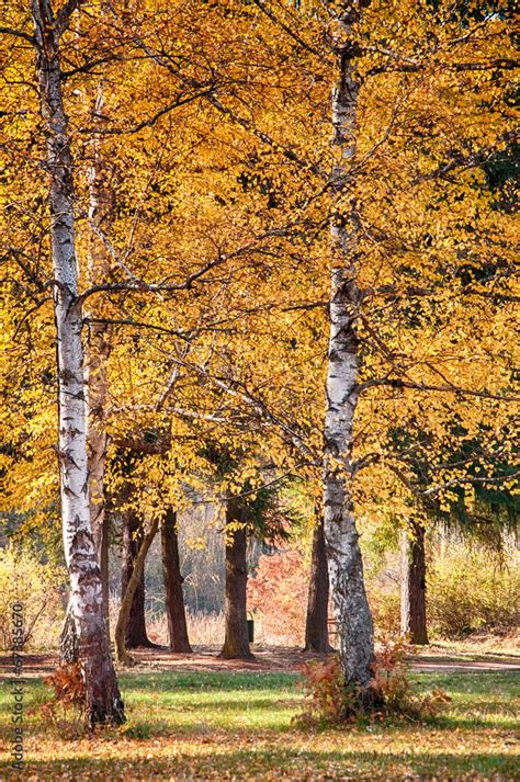 Fototapeta Brzoza Natura Drzewa Park Dekowizja Pl