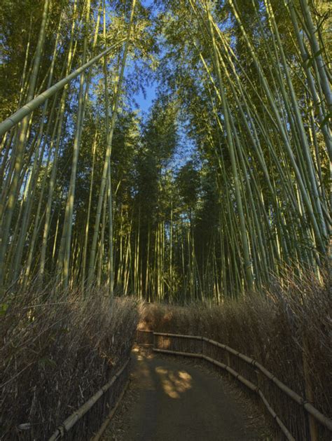 KYOTO BAMBOO FOREST - William Carr Gallery