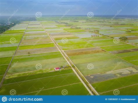 Aerial View Of Green Paddy Field At South East Asia Stock Image