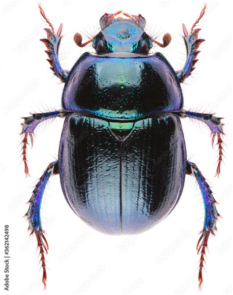 Anoplotrupes Stercorosus Dor Beetle Is A Species Of Earth Boring Dung