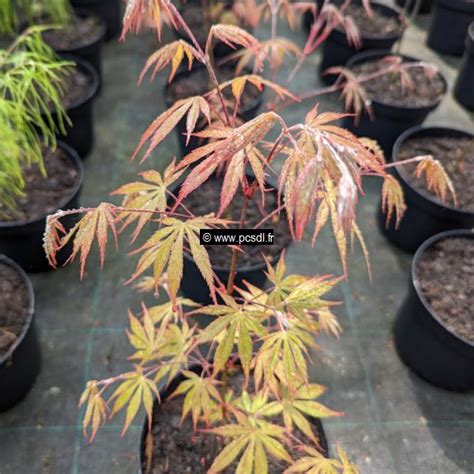 Acer Palmatum Nicholsonii C7l 6080 Tous Les Arbres Pépinières