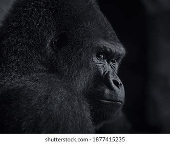 African Silverback Gorilla