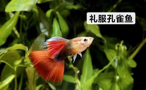 孔雀魚有多少品種？新手也能容易上手的觀賞魚，母魚產仔要分開養 每日頭條