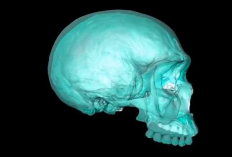 Cient Ficos Reconstruyen Virtualmente El Cr Neo Del Ancestro Del Homo