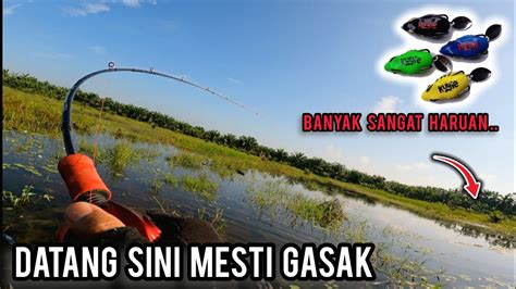 Casting Haruan Terjah Spot Banjir Lagi Ikan Tak Habis Habis