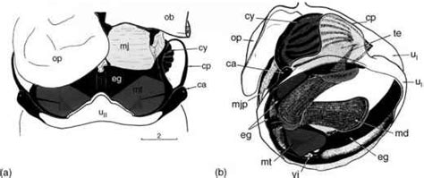 Sound Production the Tymbal and Its Sound Anatomy of the Tymbal ...