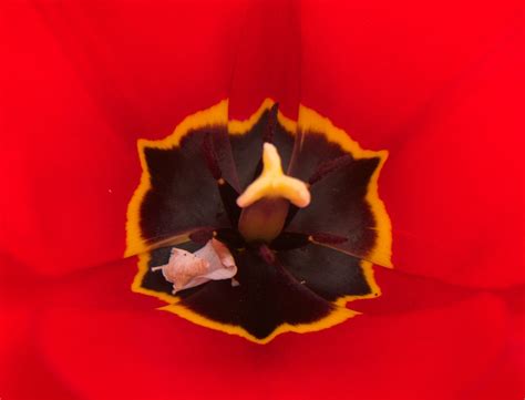 Free Images Nature Leaf Flower Petal Red Yellow Flora Close Up