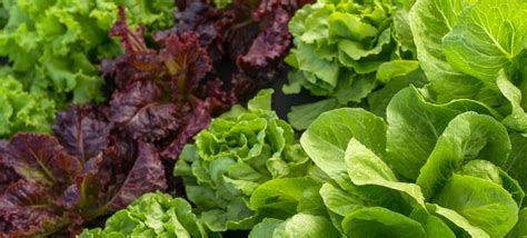 Living Lettuce Knackig Frisches Salat Duett Spar Sterreich