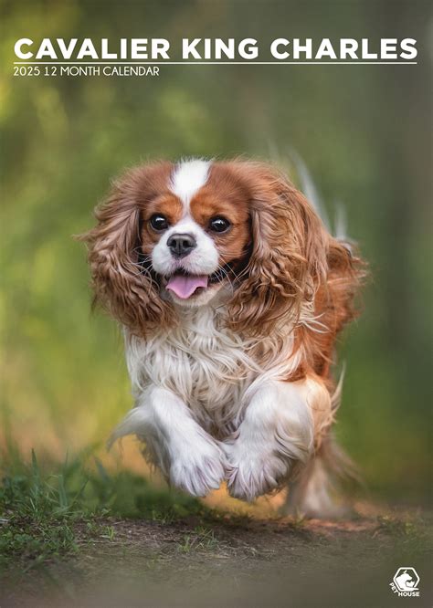 Cavalier King Charles Spaniel A Kalender Kopen Bestel Eenvoudig