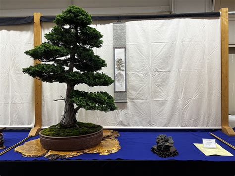 State Fair Minnesota Bonsai Society