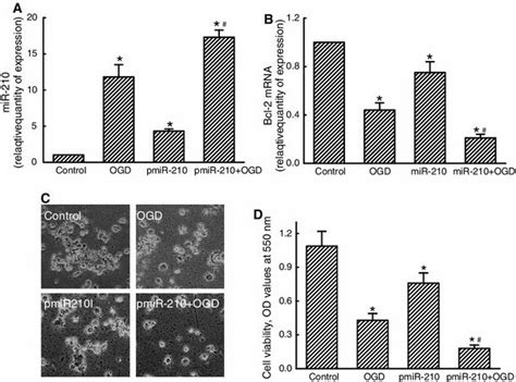 Contribution Of Mir 210 To Hypoxia Induced Insults To Neuro 2a Cells By