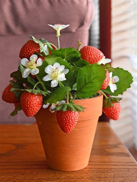 Growing Strawberries In Pots Planters Containers How To Grow