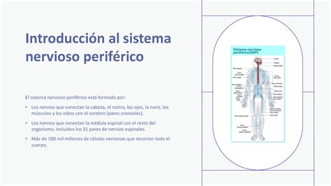 Solution Sistema Nervioso Perif Rico Studypool