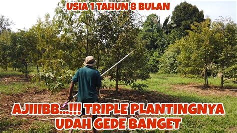 Pruning Triple Planting Pohon Durian Unggulan Youtube