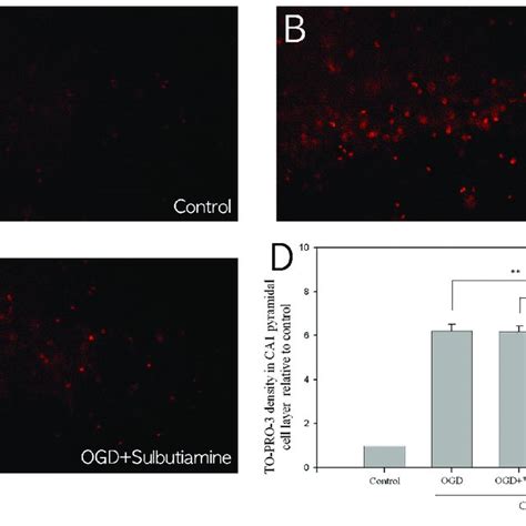 Neuroprotective Effect Of Sulbutiamine In Ogd Exposed Ca1 Hippocampal